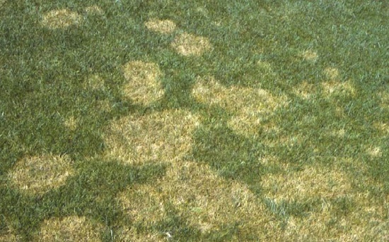 Brown patch disease in fescue.