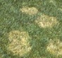 A soil test conducted on soil from a home lawn can reveal problems that lead to diseases like brown patch.