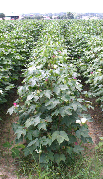 Rows of cotton at a farm on the University of Georgia Tifton Campus in 2013.