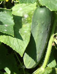 A number of diseases are occurring on cucurbits, like cucumbers and squash, as a result of the abundance of rainfall Georgia received over the past month.