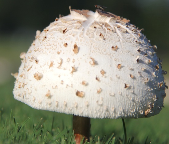 A mushroom grows through a patch of turfgrass on the University of Georgia campus in Griffin.