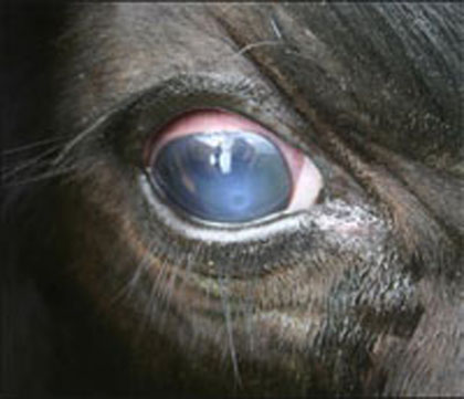 Here is a look at pinkeye in cattle in stage one.