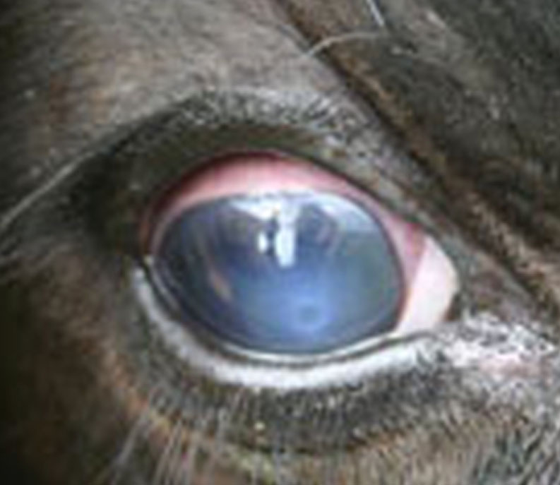 Here is a look at pinkeye in cattle at stage one.