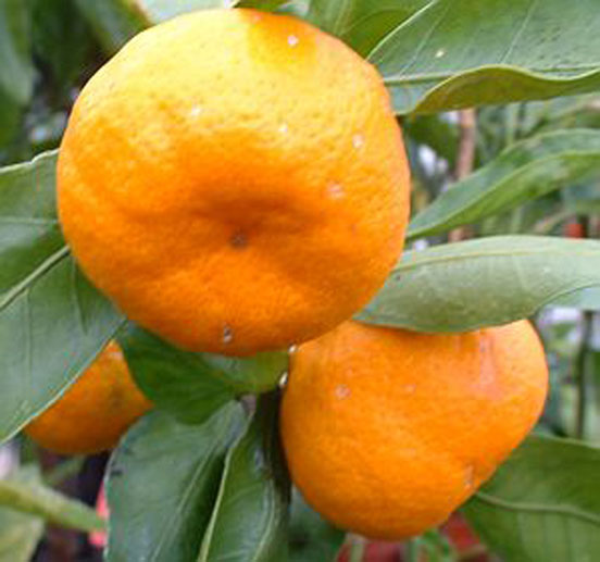 Satsuma oranges are grown predominantly in Alabama, Louisiana and California.