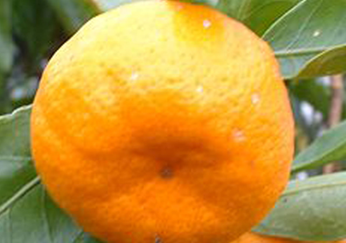 Satsuma oranges are grown predominantly in California, Alabama and Louisiana.