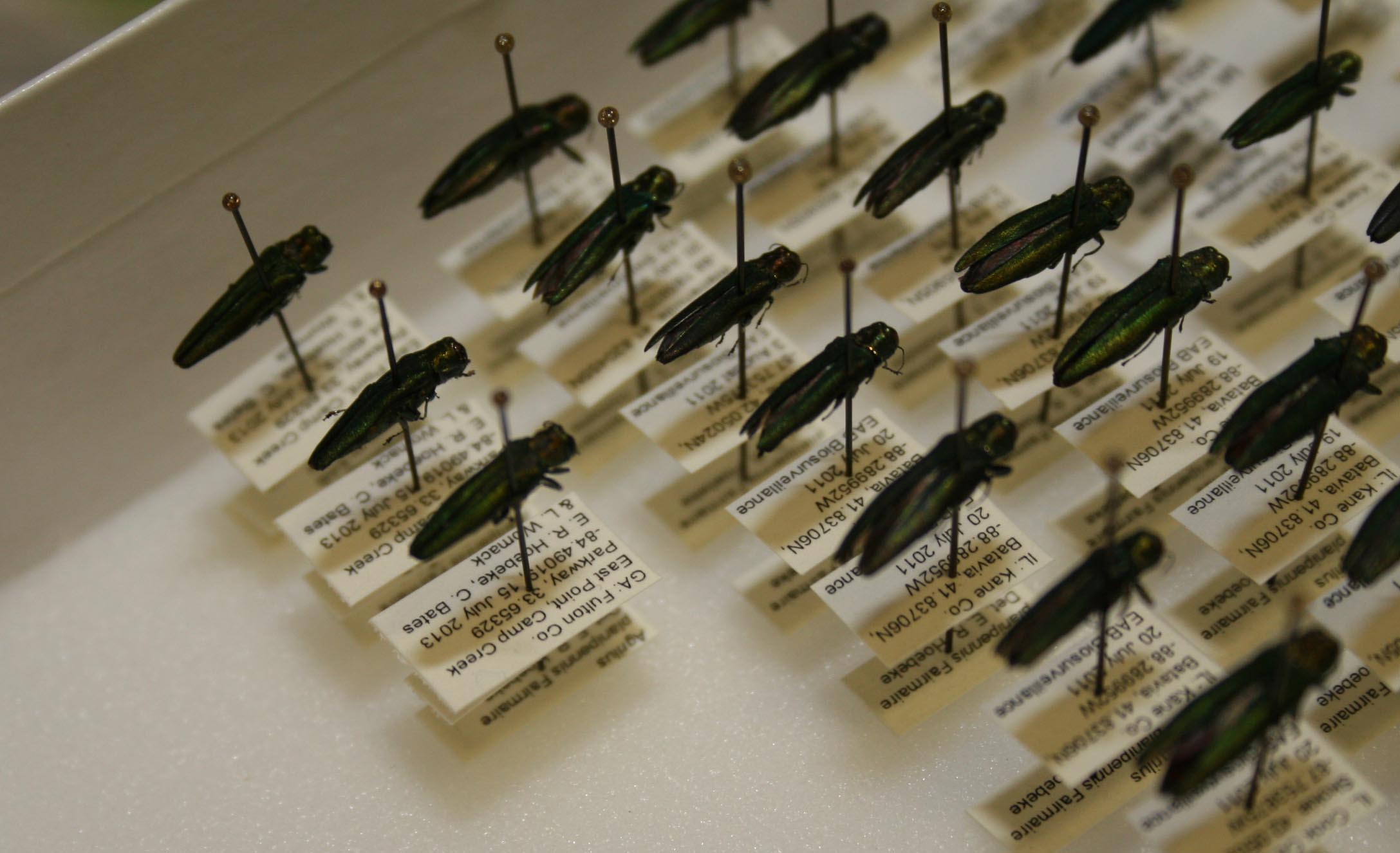 Close up of emerald ash borers in the Georgia Natural History Museum.