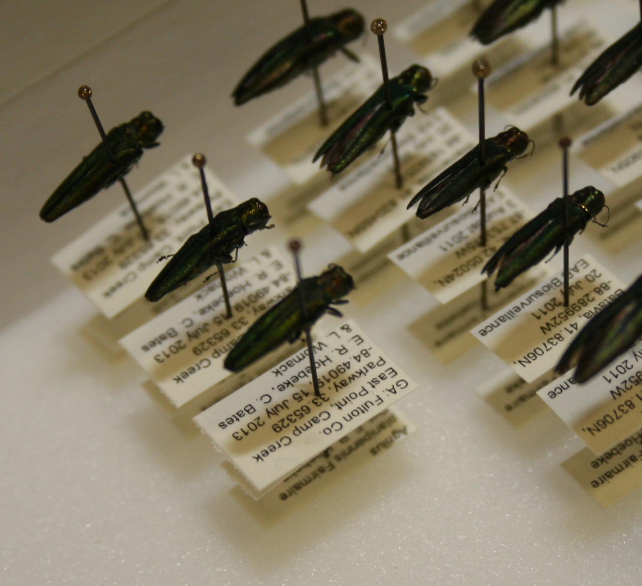 Close up of emerald ash borers in the Georgia Natural History Museum.