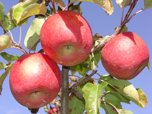 Pink Lady apples hang from a tree at the University of Georgia - Mountain Research and Education Center in Blairsville, Ga.