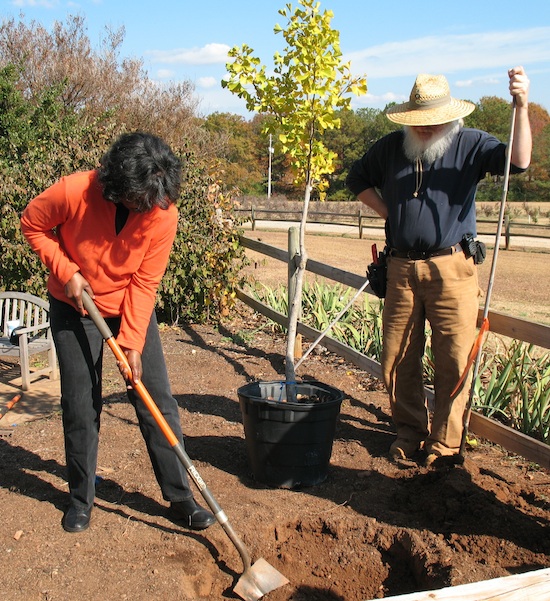 Fall is the perfect time to install new trees or shrubs or to move existing ones to new locations. University of Georgia Cooperative Extension experts recommend digging the planting hole two to three times the diameter of the soil ball.