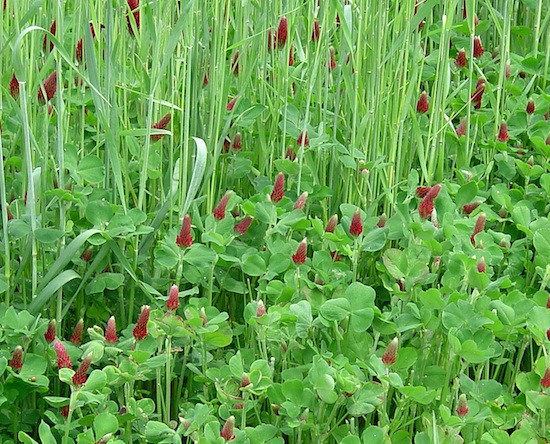 Crimson clover and rye grow together to form a cover crop in a research plot on the University of Georgia Mountain Research and Education Center in Blairsville, Ga.