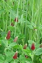 Crimson clover and rye grow together to form a cover crop in a research plot on the University of Georgia Mountain Research and Education Center in Blairsville, Ga.