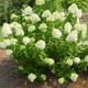 Limelight hydrangea will light up a neighborhood with its large chartreuse panicles on strong upright stems.
