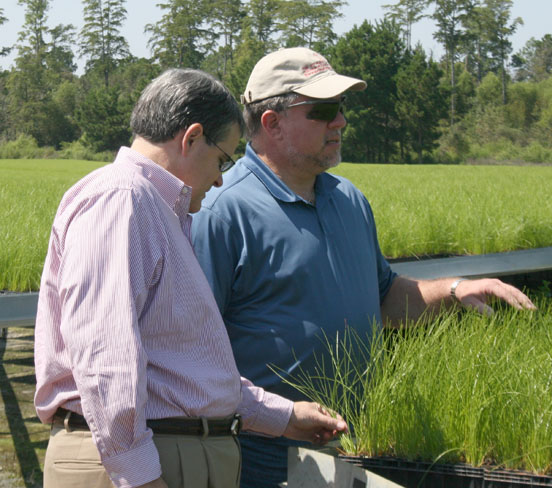 University of Georgia President Jere Morehead, left, and Terry England, chairman of the House of Representatives Appropriations Committee, examine some plants during their tour of the Lewis Taylor Farms in Tifton on Wednesday.