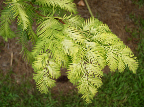 Ogon Dawn Redwood, the 2010 Georgia Gold Medal tree selection, has unique golden foliage that glows in the summer sun and is the perfect choice for pond edges, parks and large public spaces.