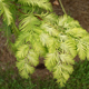 Ogon Dawn Redwood has unique golden foliage that glows in the summer sun and is the perfect choice for pond edges, parks and large public spaces.