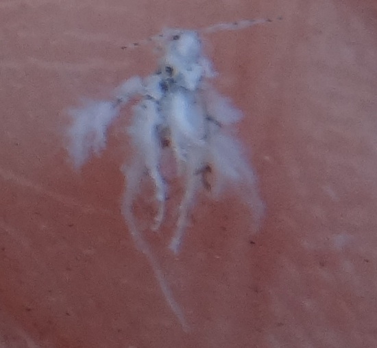 Woolly hackberry aphid