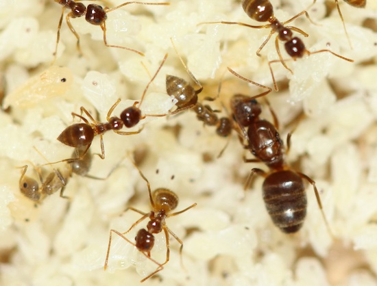 University of Georgia Cooperative Extension Agent James Morgan stumbled upon tawny crazy ants at an assisted living facility in Albany, Ga. “They're reddish in color, very tiny, and they run around and scurry really fast. And they don't march in a straight row like Argentine ants,” Morgan said.