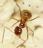University of Georgia Cooperative Extension Agent James Morgan stumbled upon tawny crazy ants at an assisted living facility in Albany, Ga. “They're reddish in color, very tiny, and they run around and scurry really fast. And they don't march in a straight row like Argentine ants,” Morgan said.