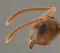 A microphotograph of a tawny crazy ant.