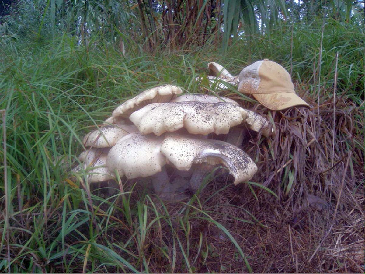UGA researchers and an Athens-based citizen scientist have identified the largest mushroom species in the Western Hemisphere growing in Athens. Macrocybe titans was previously only found in tropical and subtropical climates.