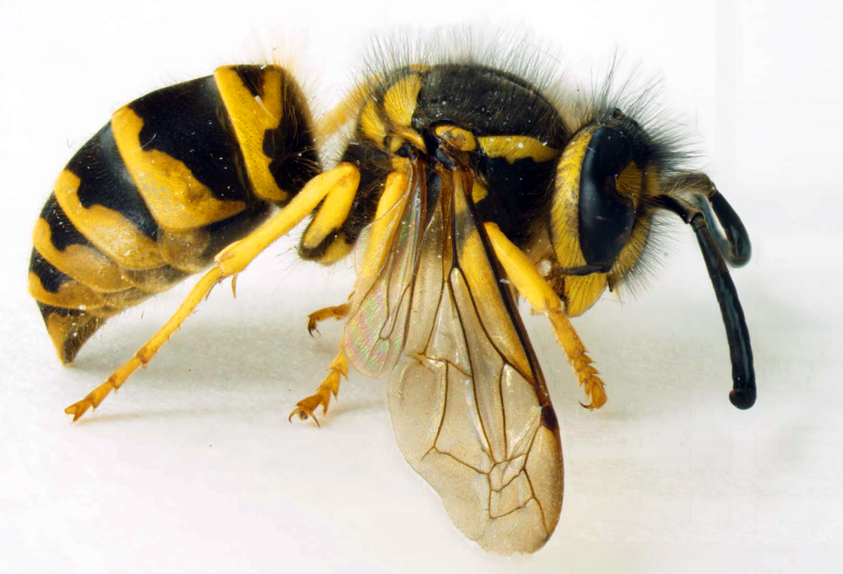 ground nesting yellow jackets control