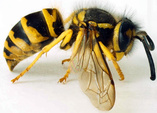 This wasp, Vespula maculifrons, is also known as the Eastern yellow jacket.  It is one of the most common wasps in the Eastern United States. Their most distinguishing feature is the yellow and black stripes on their abdomen, in a pattern that differs between the queen, adult males, and adult females. They build nests in the ground or in stumps and logs.