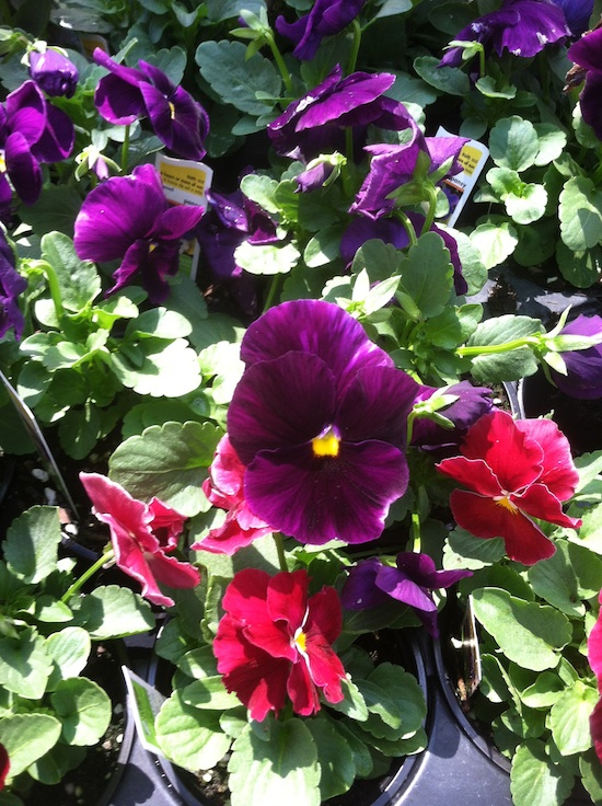 Pot of pansies on display at the Home Depot store in Griffin, Ga.