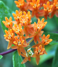 Butterfly Weed is a native herbaceous perennial that attracts butterflies like magnets with its florescent orange blooms.