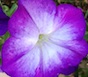 Petunias are heat tolerant annuals that require ample moisture and fertility to thrive. Several flower forms and colors are available, including fully double types. The single multiflora varieties are generally best for landscape use.