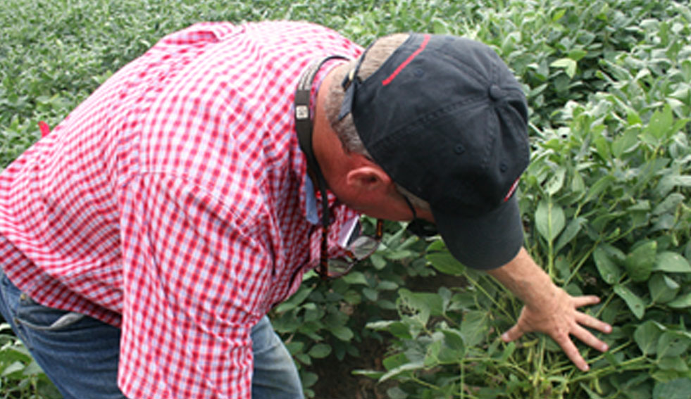 Phillip Roberts, Extension entomologist with the University of Georgia Tifton Campus, searches a soybean plant at a field in Midville for kudzu bugs.