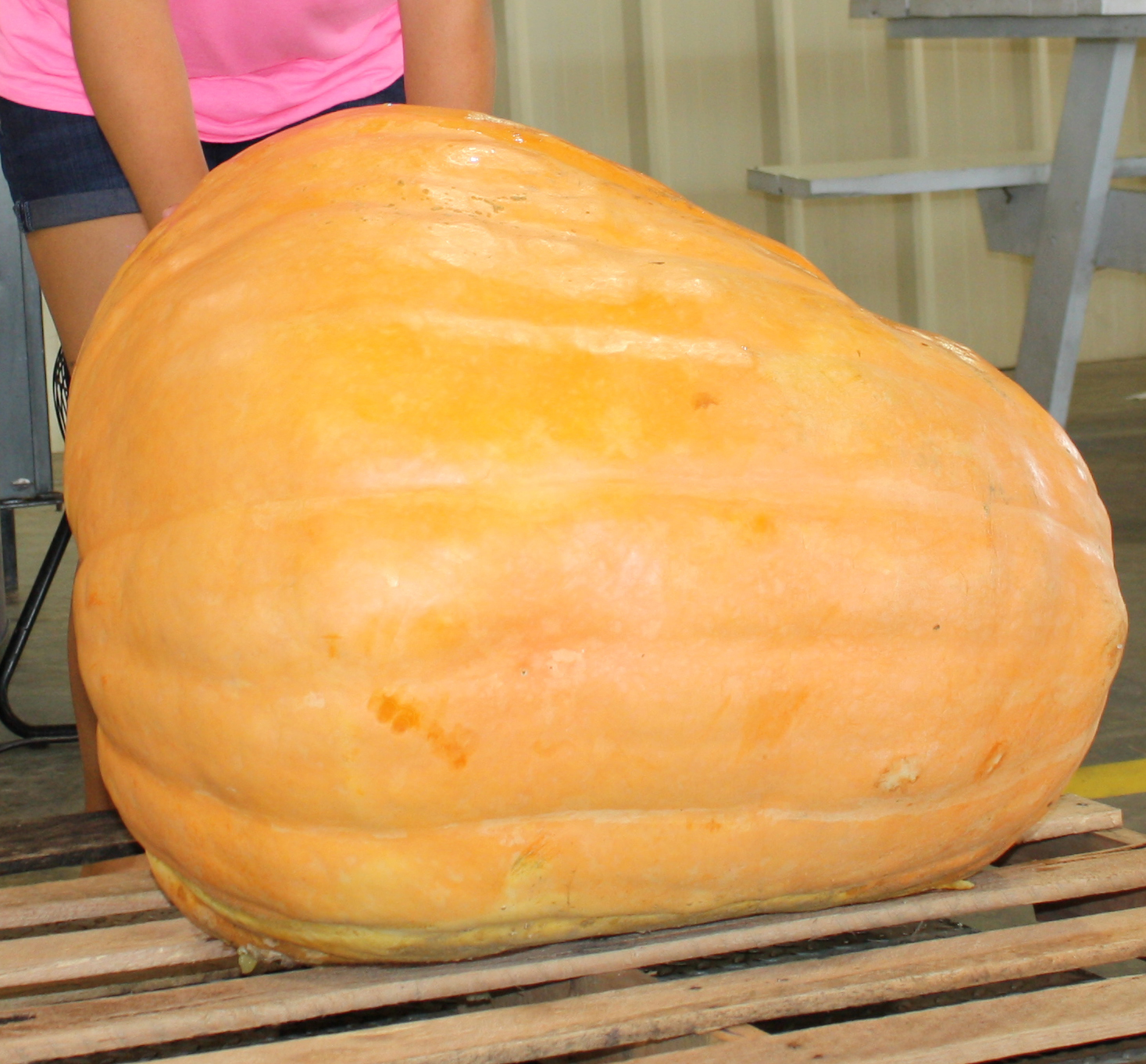 Ree Daniel, of Tift County, won first-place with her 252-pound pumpkin in the 2014 Georgia 4-H Pumpkin Growing Contest.