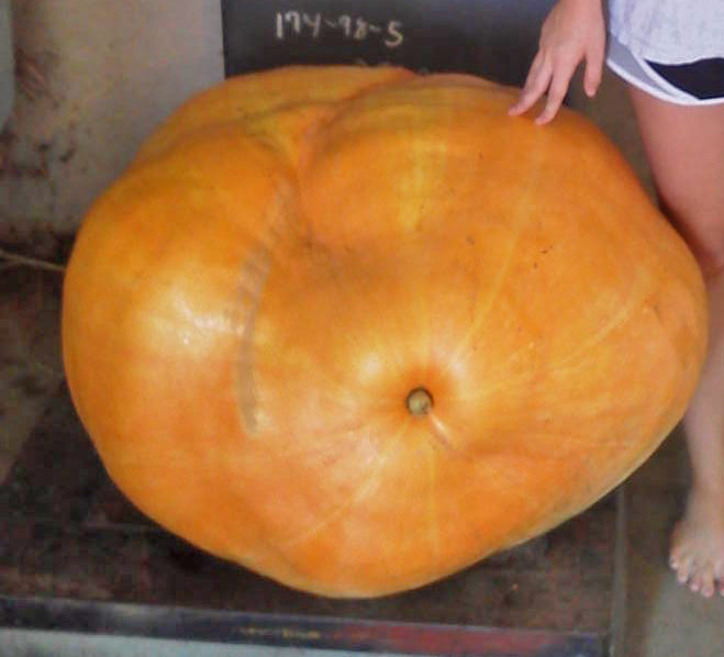 Caroline Daniel Brown, of Terrell County, took third place with her 213-pound gourd.