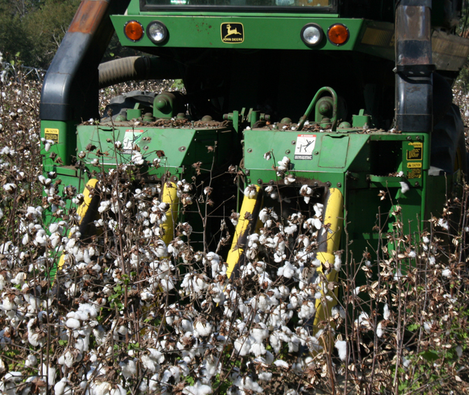 This picture shows cotton being picked at the Gibbs Farm in Tifton on Wednesday, Oct. 30, 2013.
