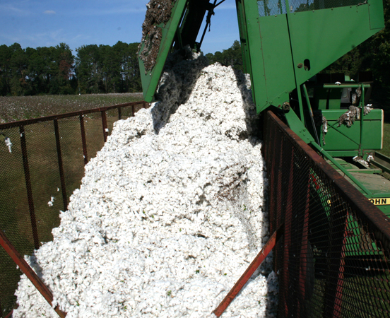 Cotton is dumped into a trailer at the Gibbs Farm in Tifton on Wednesday, Oct. 30, 2013.