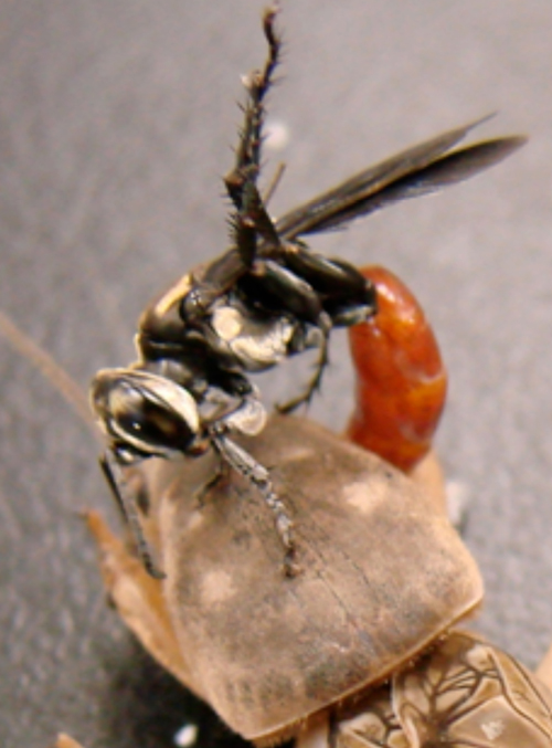A mole cricket killer wasp stings a mole cricket.