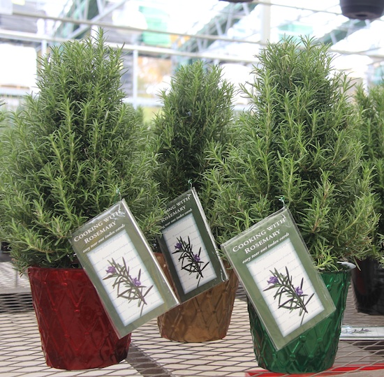 Rosemary plants are popping up in nurseries during the holidays among the mini-Christmas tree alternatives.