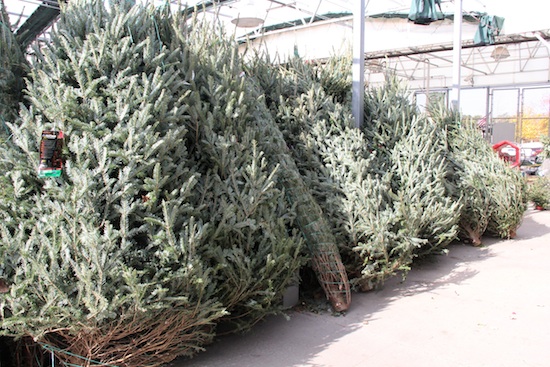 Freshly cut Christmas trees lined up for purchase at the Lowe's Home Improvement store in Griffin, Ga.