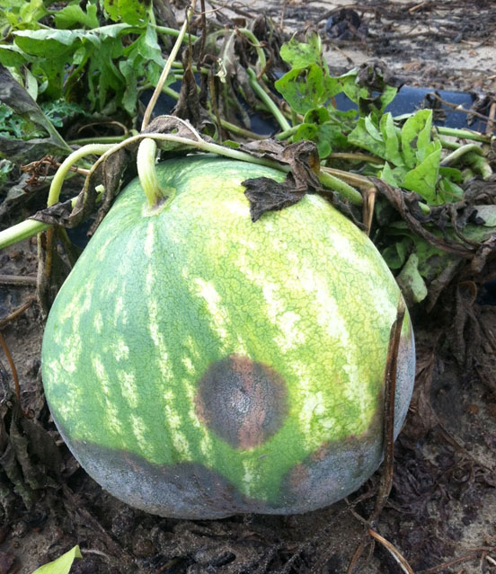 Here is a picutre of Phytophthora fruit rot damage on a watermelon in Turner County.