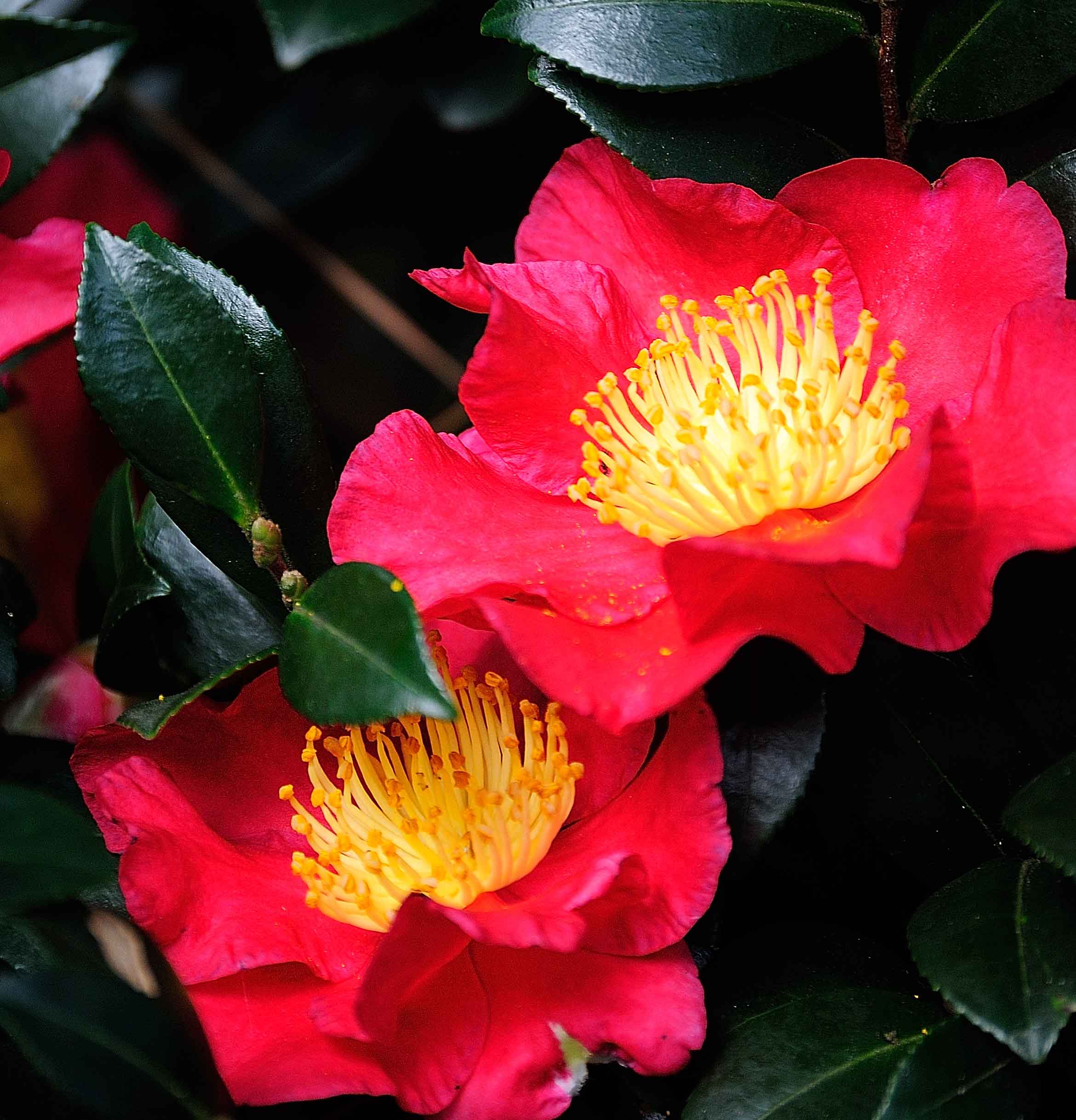 Yuletide Camellias bloomed early this year.