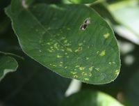 Knowing why a leaf is covering with spots is the key to treating for the disease or pest. University of Georgia experts will teach participants how to identify landscape diseases in an up-coming workshop.