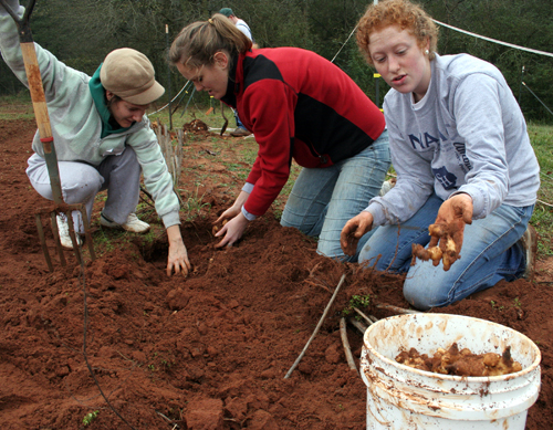 University of Georgia students get a taste of organic farm work while helping out a farmer in Winterville, Ga. in 2009.