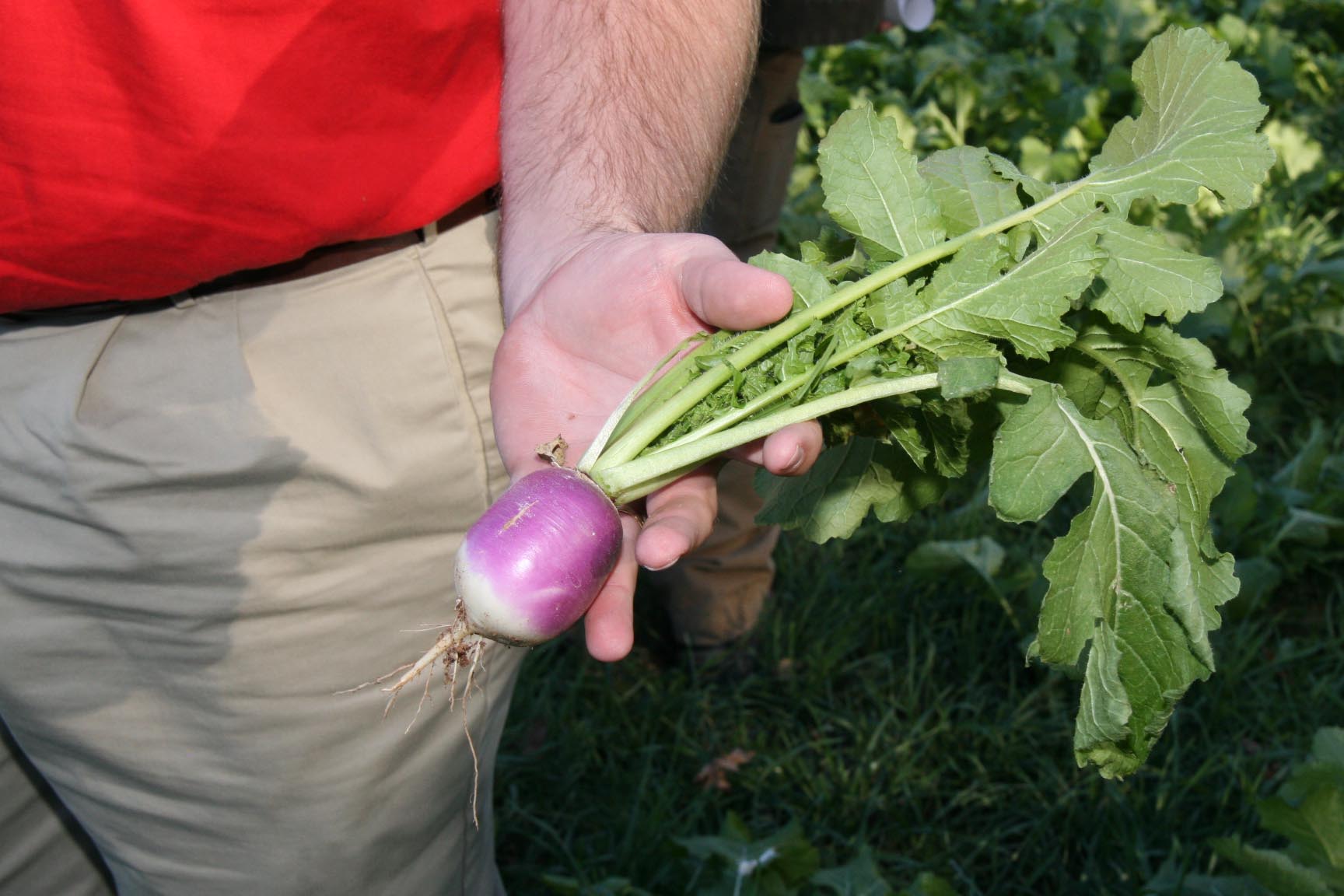 Hancock recommends turnips or turnip hybrids like 'Appin' or 'Pasja' for use in Georgia. While there are brassicas bred specifically for pasture use, many cattle farmers have had luck incorporating traditional garden variety turnips, like 'Purpletop.'