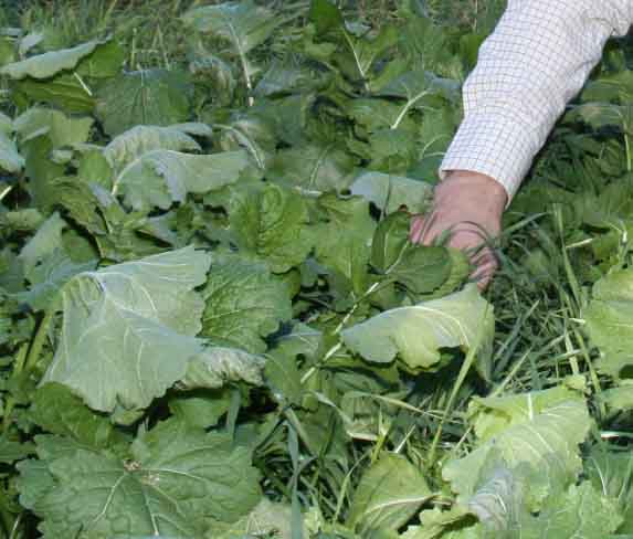 Madison County Extension Agent Adam Speir inspects turnip tops in Madison County farmer Terry Chandler's pasture in fall 2013.