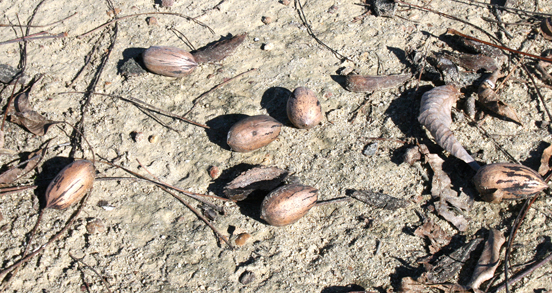 Pecans on the ground in an orchard on the University of Georgia Tifton campus.