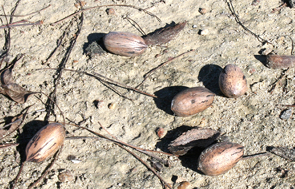 Pecans on the ground in an orchard on the University of Georgia Tifton campus.