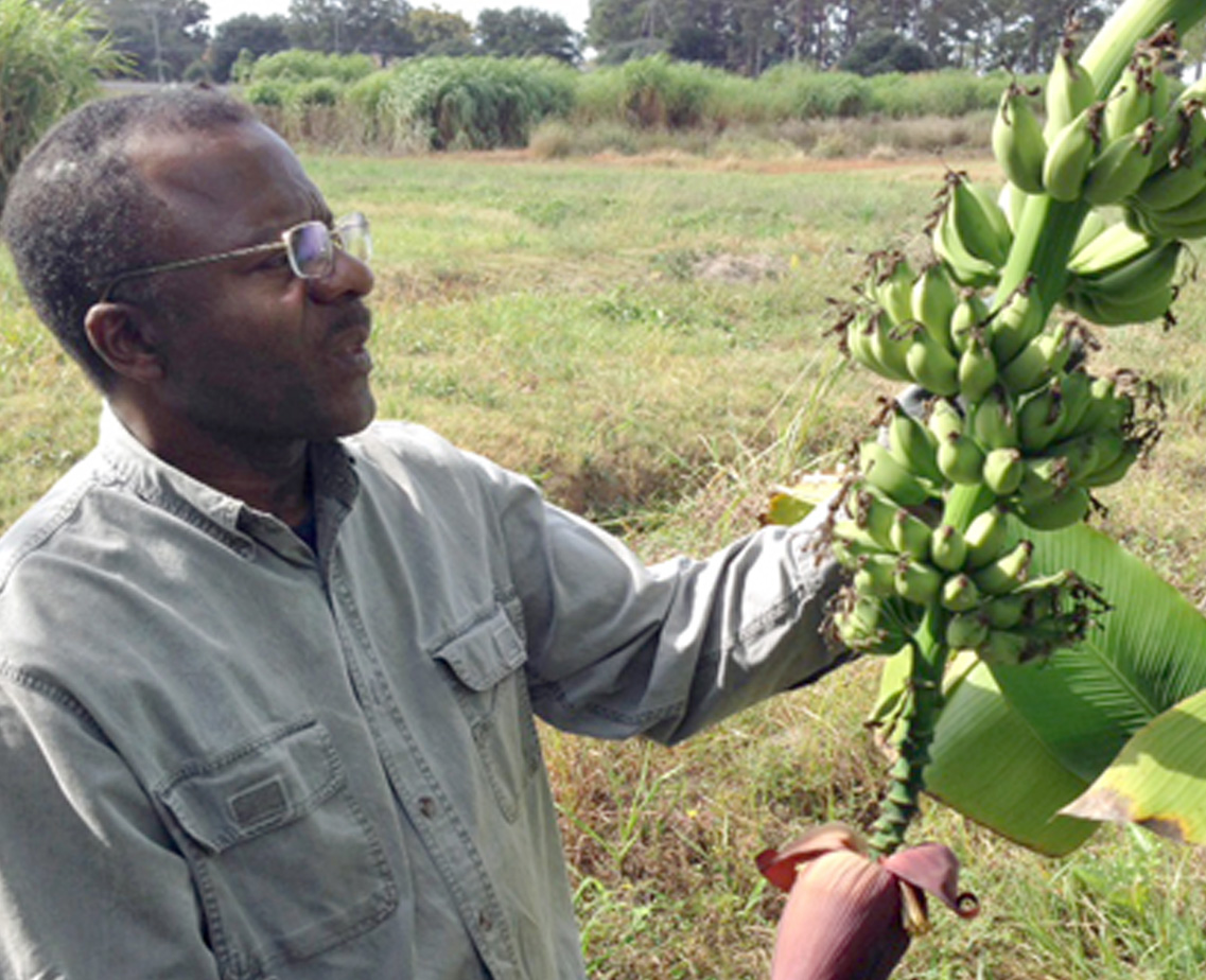 Greg Fonsah, who conducts banana research on the UGA Tifton campus, shows off a bunch of bananas in December, 2013.