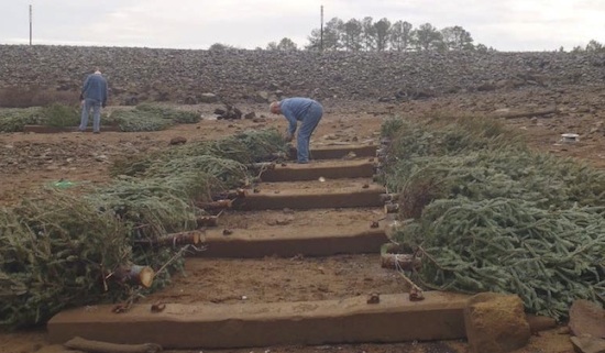 Recycle your Christmas tree this year into something useful like a bottle tree or mulch for your garden. Bartow County residents are shown transforming Christmas trees into fish habitats.