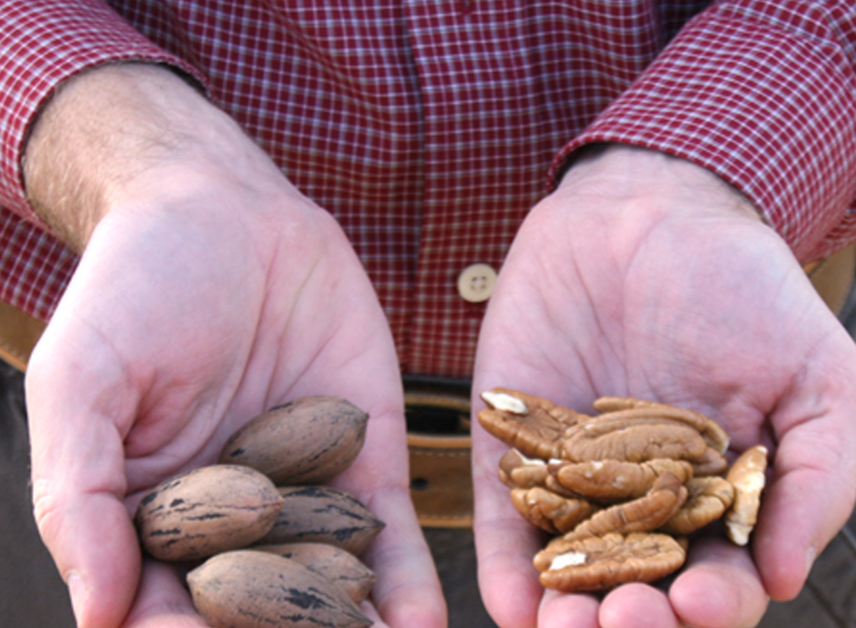 Here's a look at some of the pecans being researched on the University of Georgia Tifton campus.