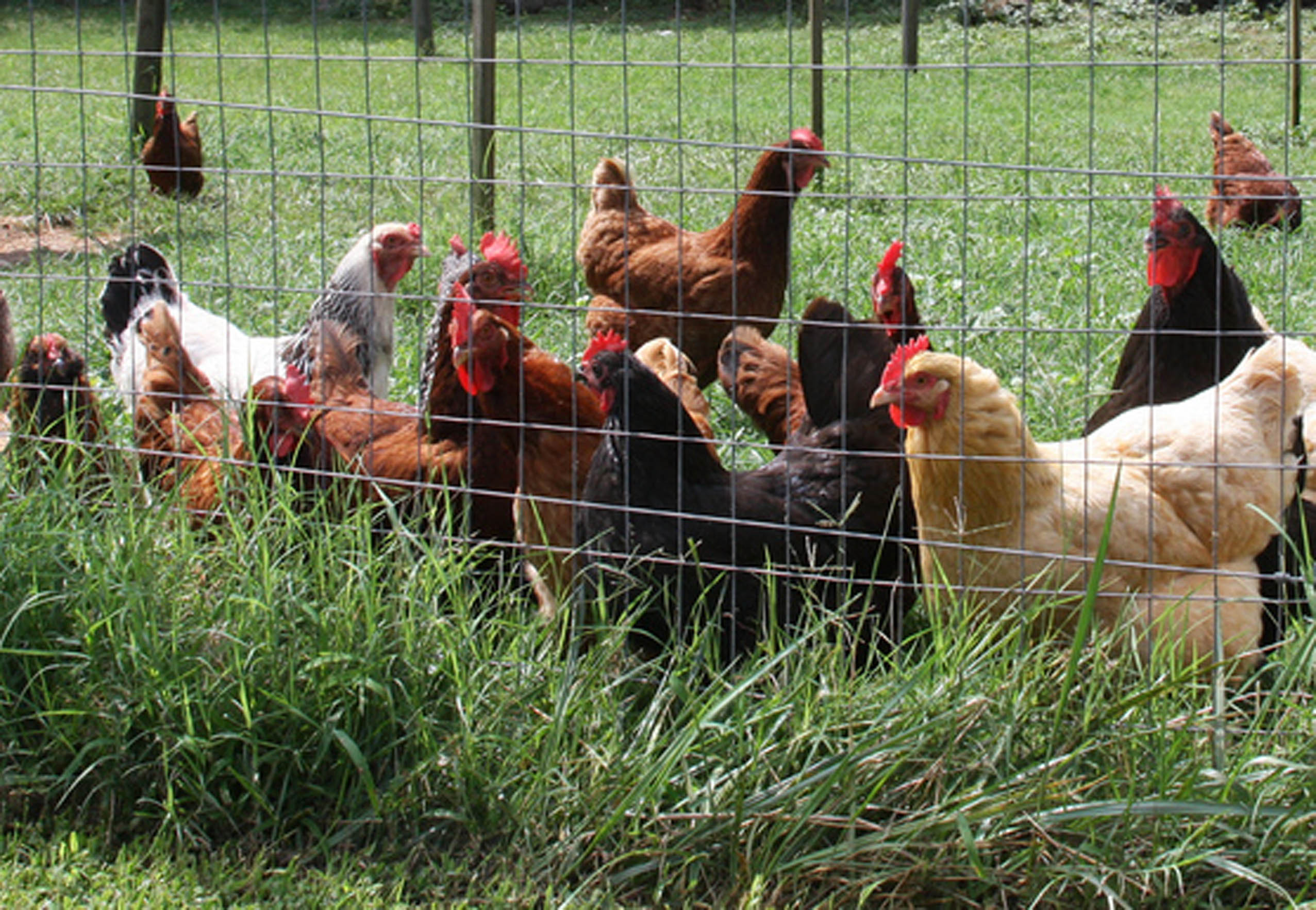 Small flocks of chicken can provide families with eggs, meat and hours of entertainment.