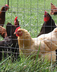 Georgia backyard flock owners are reminded to watch their birds closely for signs of illness. A sudden increase in deaths can be a clear sign of avian influenza. Other signs include a drop in egg production, or eggs that are soft, thin-shelled or misshapen, lack of energy or poor appetite, watery and green diarrhea, purple discoloration of the wattles, combs and legs, swelling around the eyes or nasal discharge.